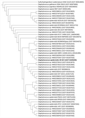 The first genomic characterization of a stable, hemin-dependent small colony variant strain of Staphylococcus epidermidis isolated from a prosthetic-joint infection